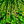 Avatar for Fami